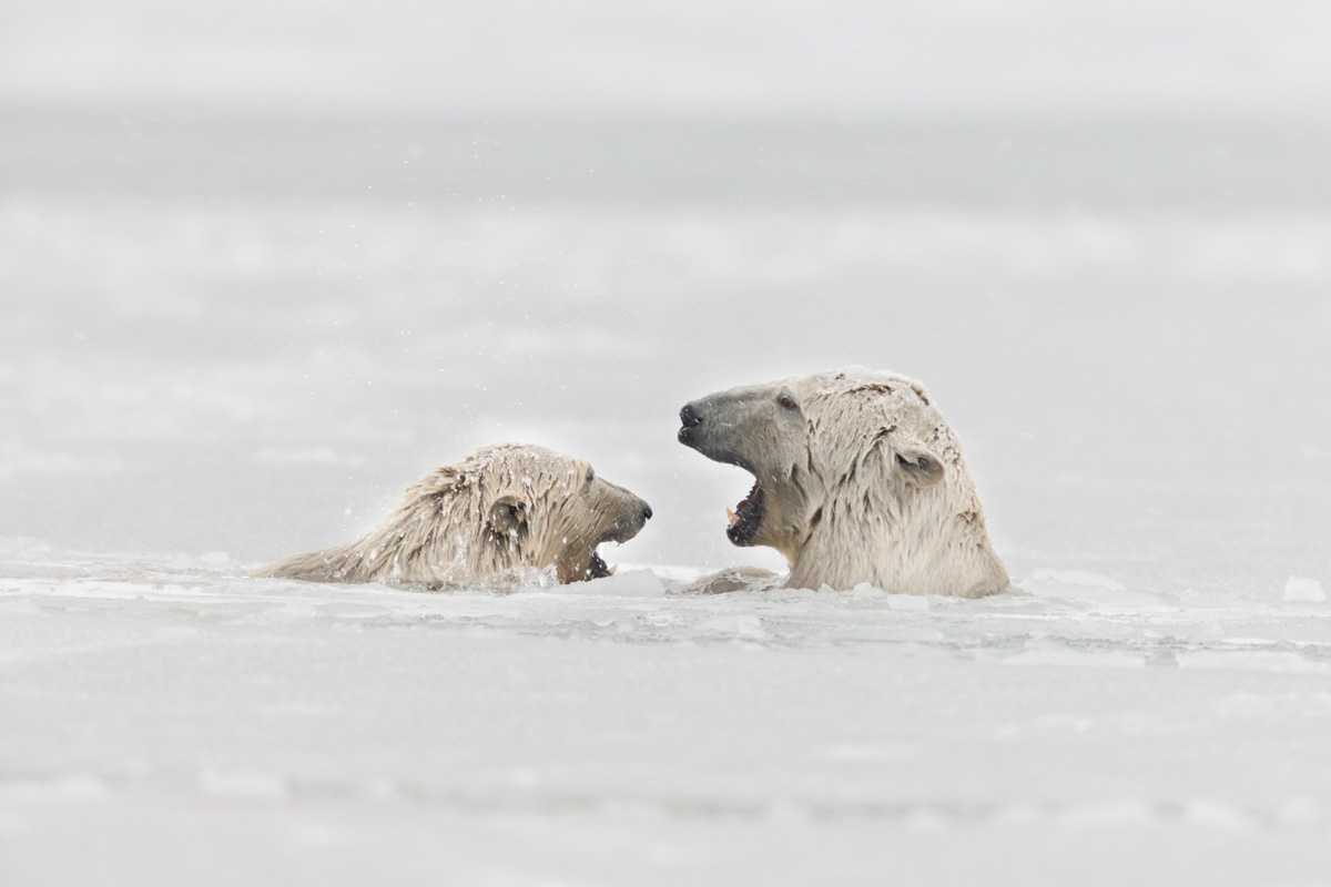 Arctic Alaska Photo Polar Bears