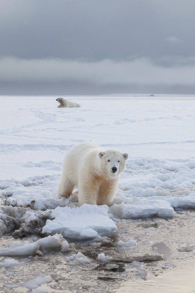 arctic-alaska-polar-bear-photo-tour | Hugh Rose Photography