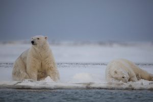 Alaska Polar Bear Photography By Hugh Rose Photography