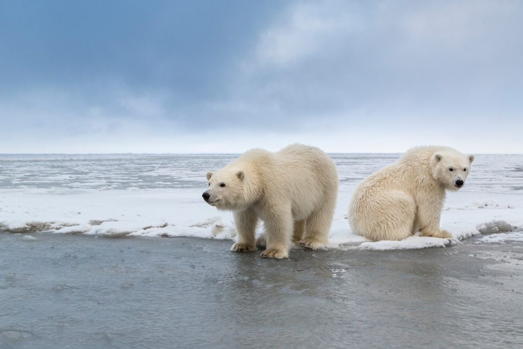 Alaska Polar Bear Photography By Hugh Rose Photography