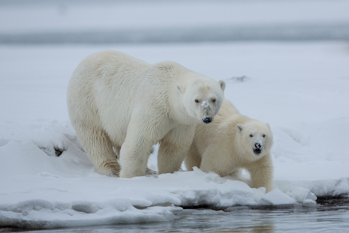 Polar Bear Photo Tour Arctic