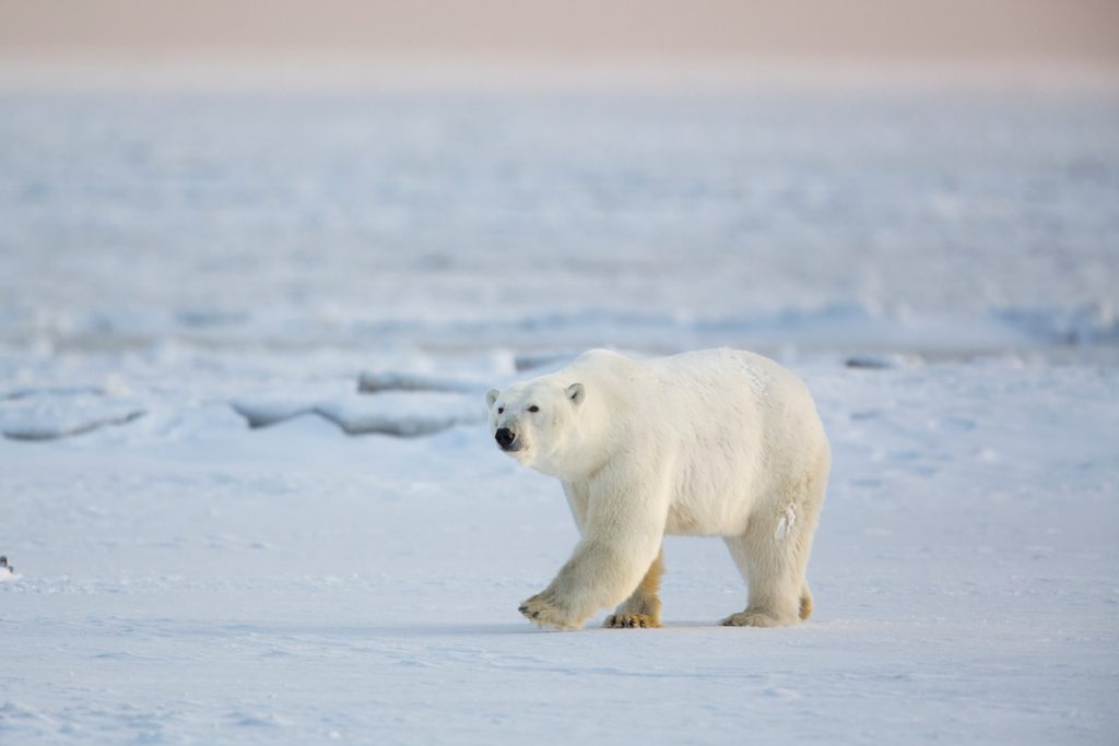 kaktovik polar bear photo tours