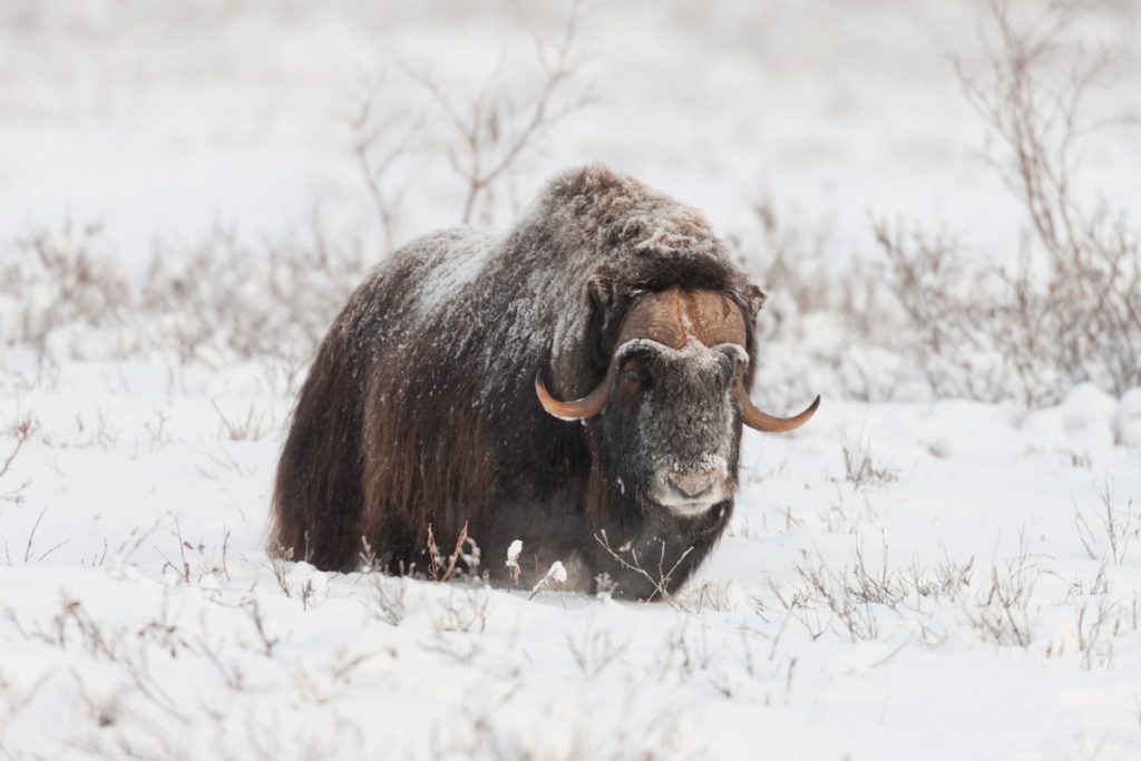 polar-bear-photo-tour-musk-ox | Hugh Rose Photography