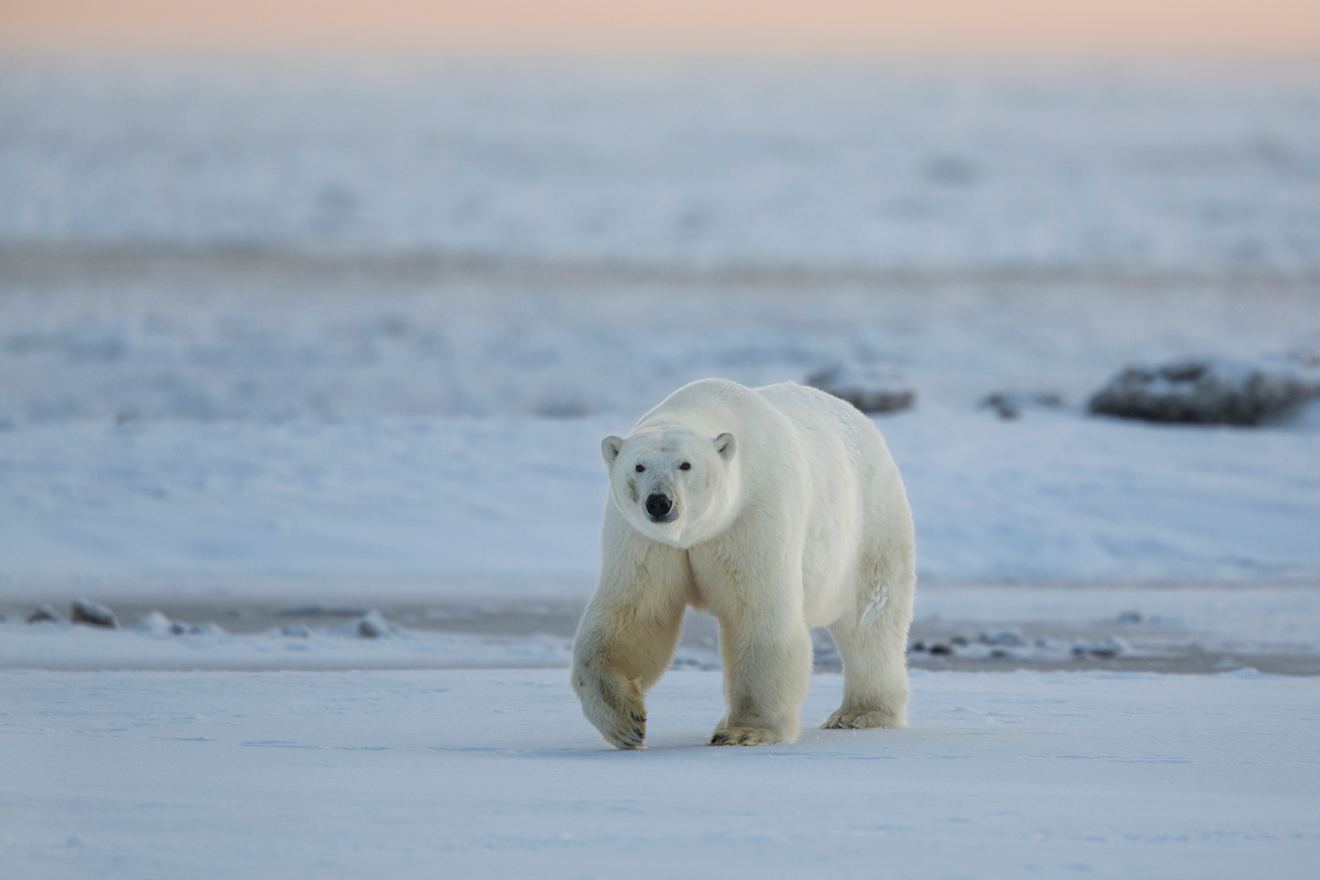 Polar Bear Photo Tours Kaktovik