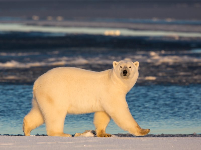 Polar Bear Photography Tour Kakovik AK