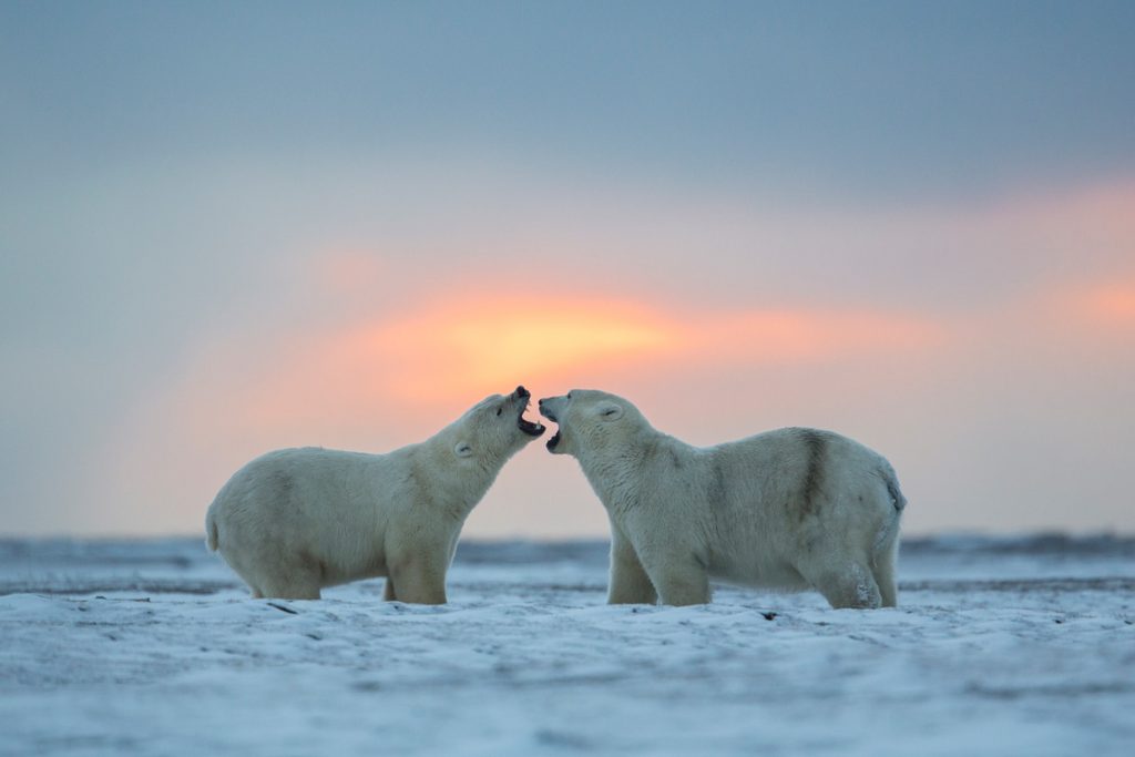 Alaska Polar Bear Photography By Hugh Rose Photography