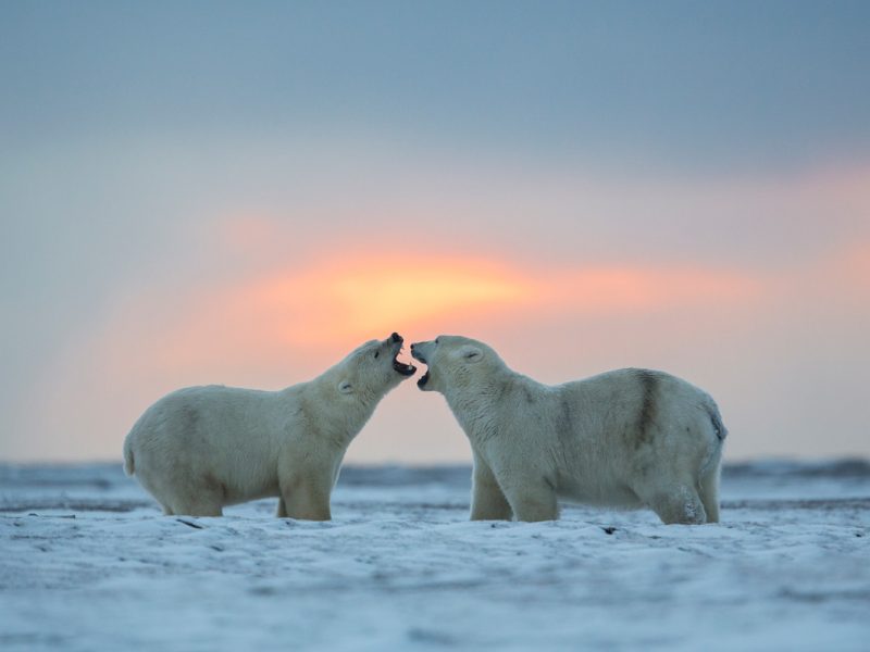Polar Bear Photography Tour Kaktovik