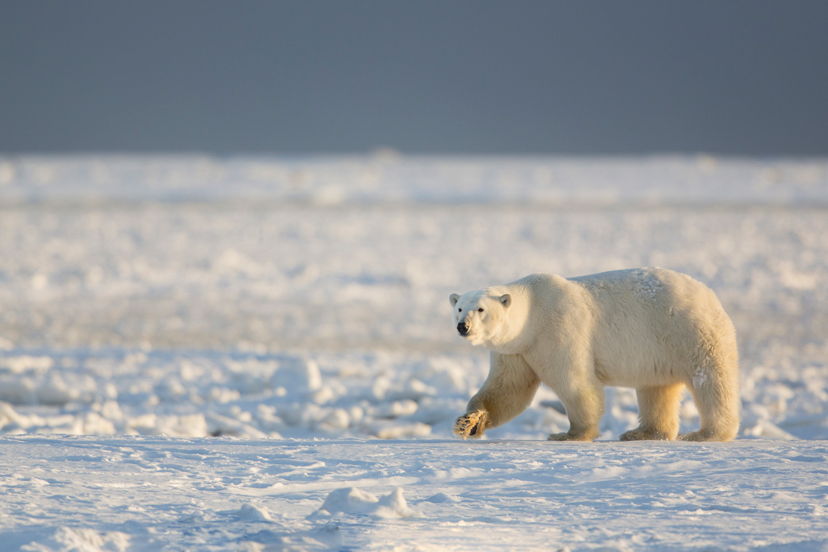 Polar Bear Photography Tour