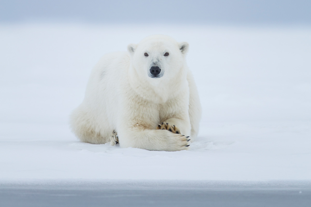 Polar Bear Photo Tours Arctic