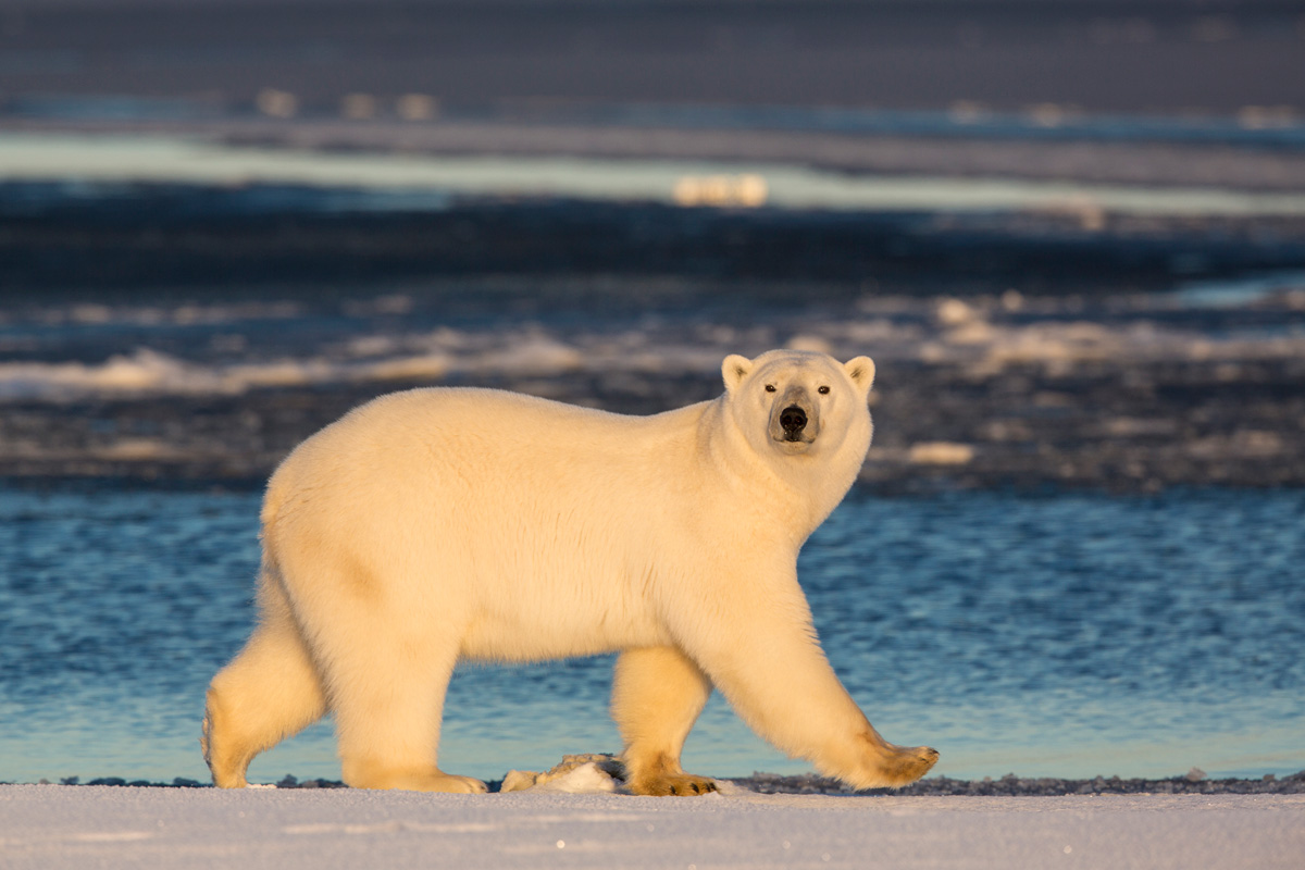 Alaska Arctic Photography Bears Aurora