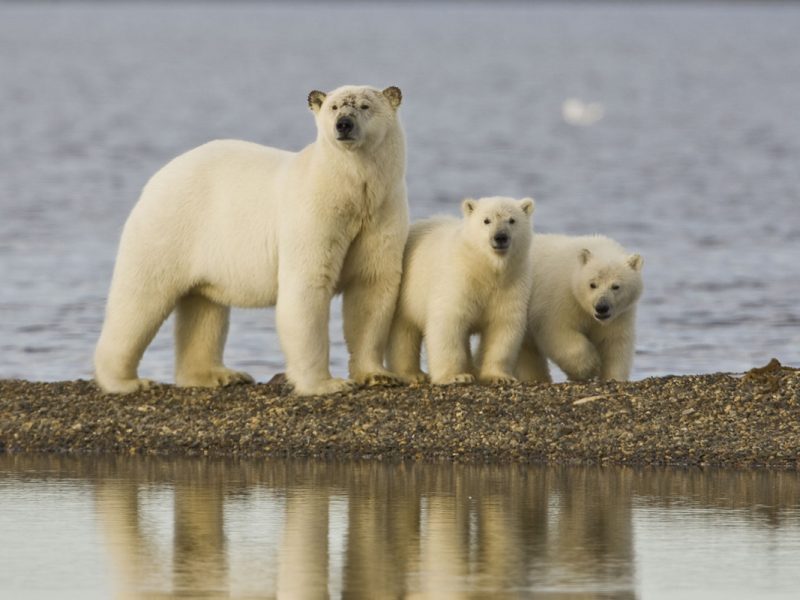 Alaska Arctic Polar Bear Northern Lights