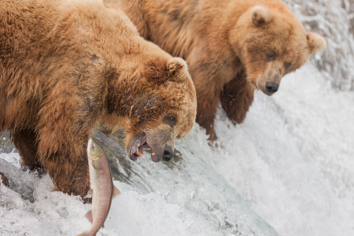 Alaska Brown Bear Photography