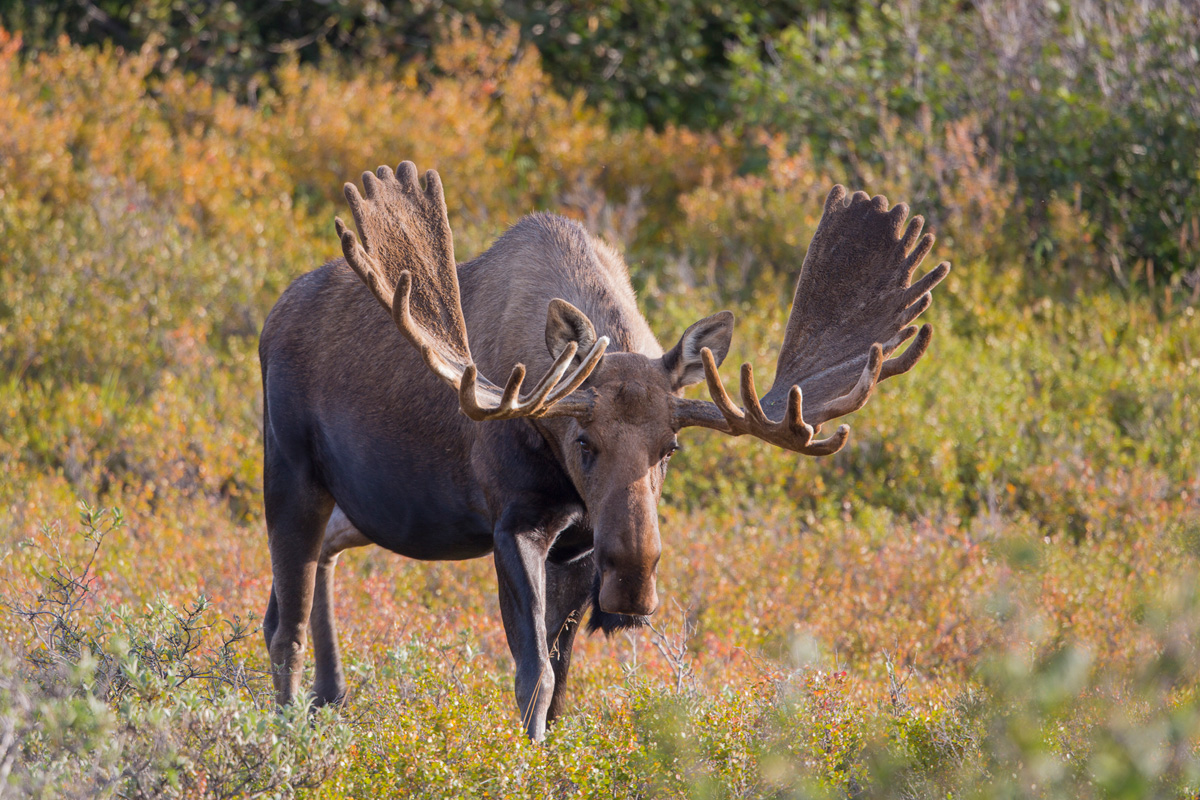 Alaska Moose Photography
