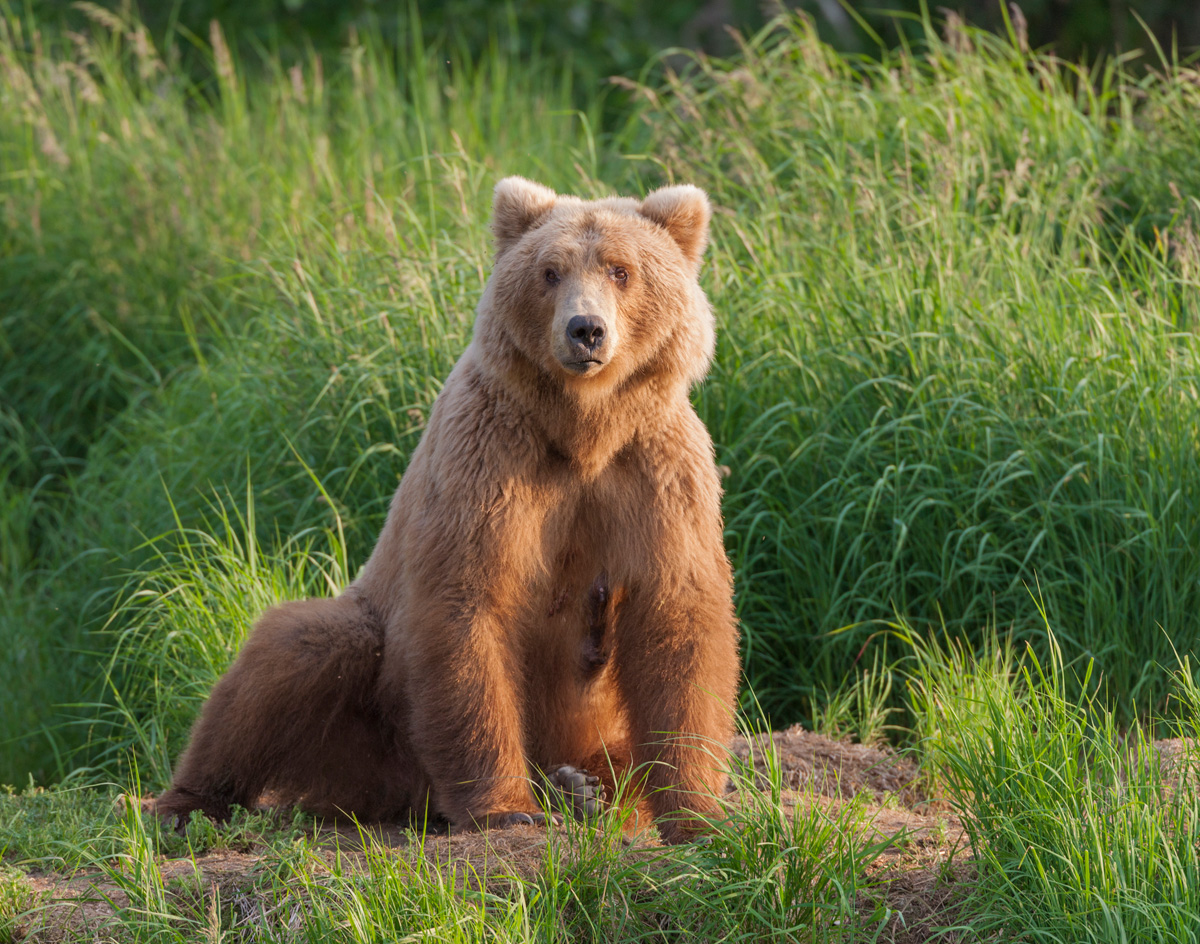 Alaska Photo Bear Tour