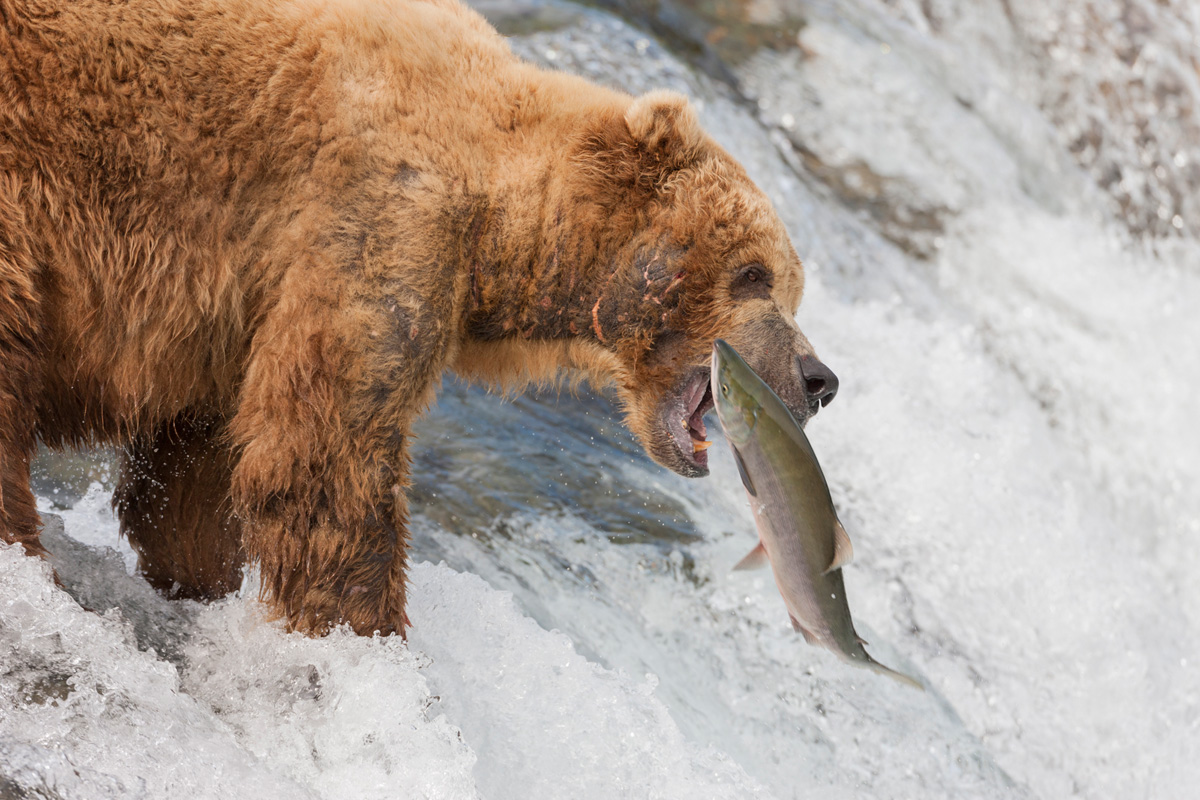 Alaska Photography Brown Bear Tour