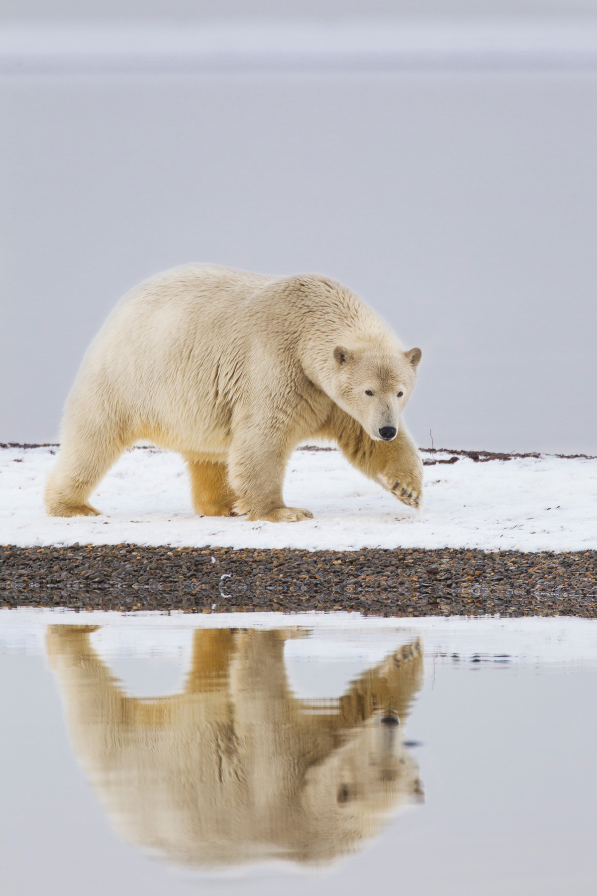 Alaskas Arctic Polar Bear Tour