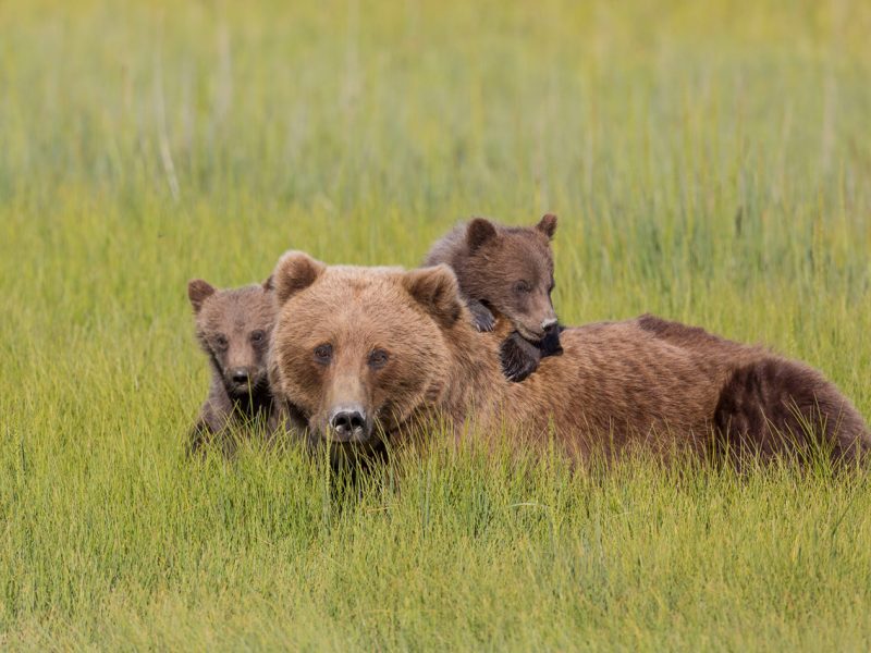 Two Brown Bear Cubs